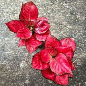 AGLAONEMA RED