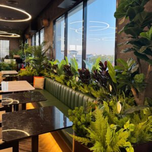 Fiddle Leaf Fig
