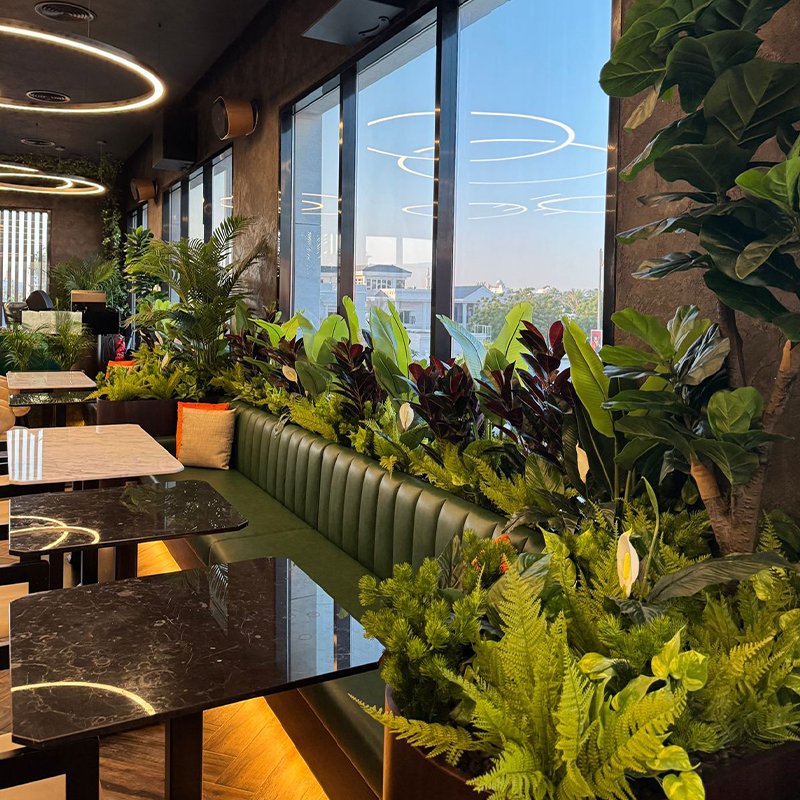 Fiddle Leaf Fig